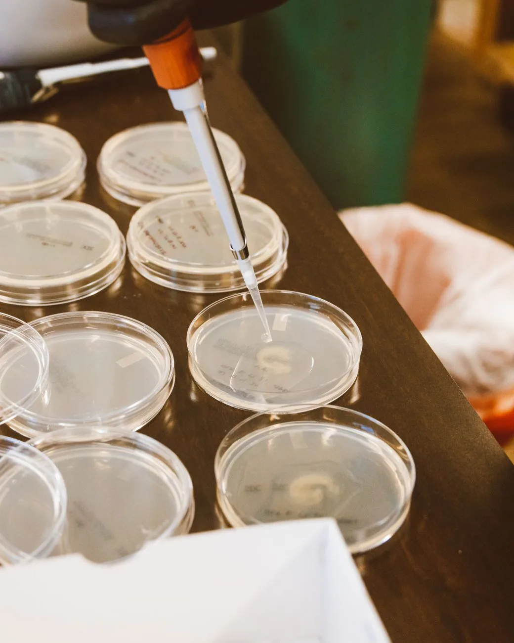 Pipetting liquid into culture dishes in a laboratory