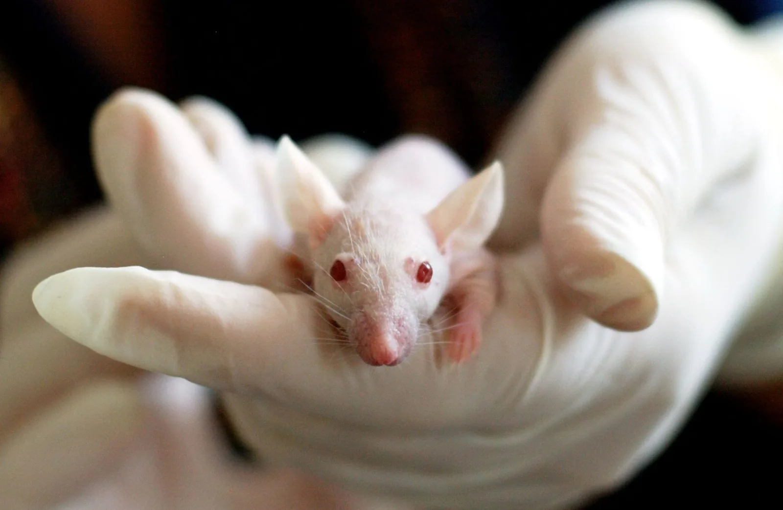 A researcher's gloved hands holding a white laboratory mouse